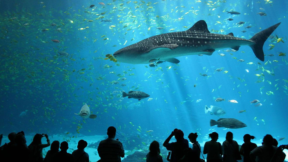 Aquarium Antalya