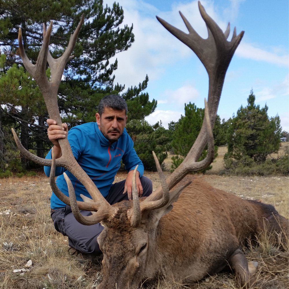 Anatolian Red Deer