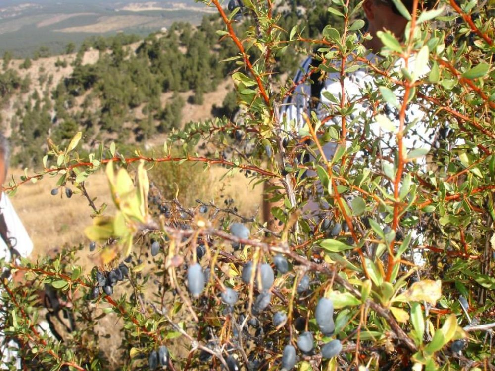 Sorkunlu-Elmaçukuru-Kartal-Mahmutlar/ BURDUR