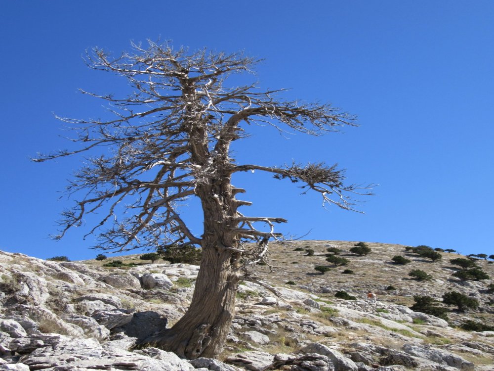 FESLİKAN ARDIÇ ÇUKURU YAYLASI-KARADAĞ (2000 m)