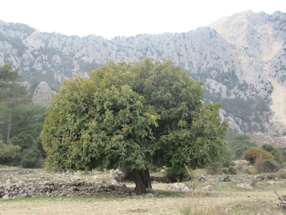 UZUN PARKUR YEŞİLVADİ-MAŞAT-ETLER-ÇETİNCE/SERİK